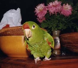 Conure is a very autonomous parrot.