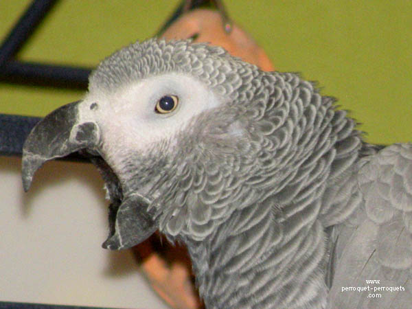 African grey parrot in a domestic context.