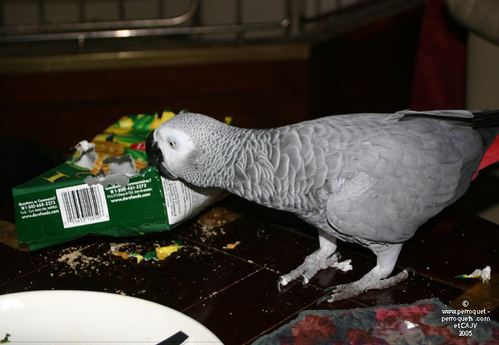 This African grey parrot is not waiting any more.
