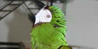 My parrot screams