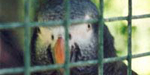 A plea for a prisoner