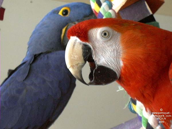 Your parrot will love to have a companion with whom to spend the day.
