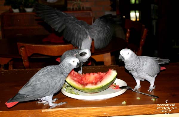 African Greys, monospecific, tend to stick with those of their own species.