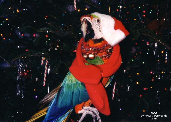 Parrot poorly prepared for Christmas.