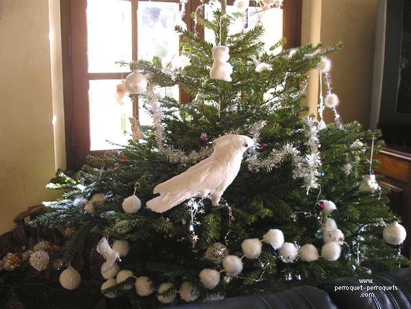 Parrot at risk while in the fir.