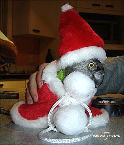 Distinguished disguised parrot.