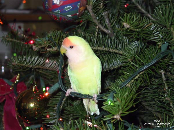 Parrot in the wires.