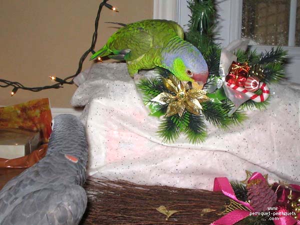 Amazon and Christmas decorations.