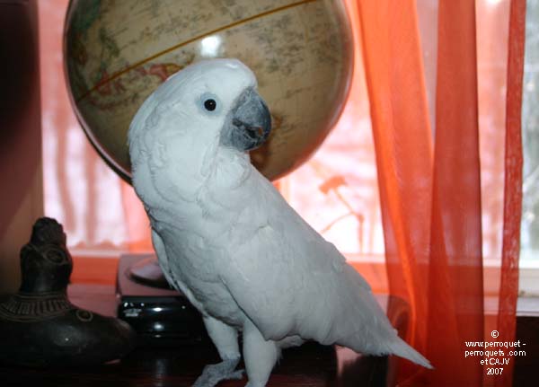 Cacatua alba
