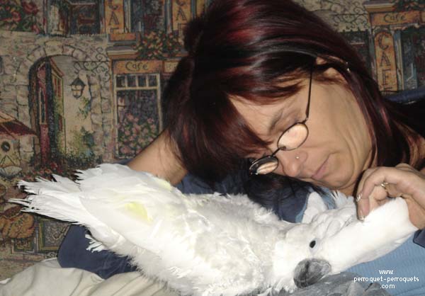 Cockatoos like caresses. When by themselves, they are all touch and sensuality.