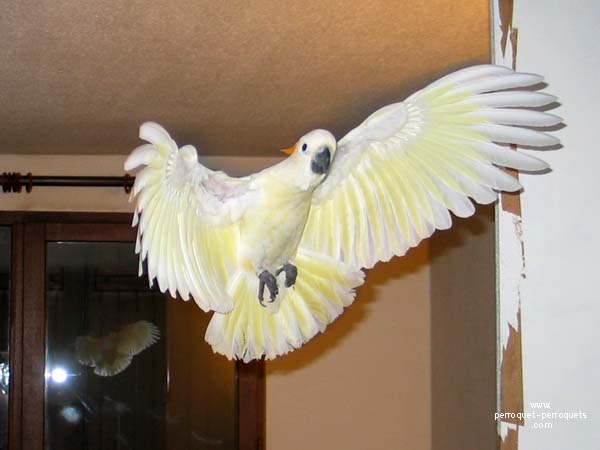 Flying is a prerequisite for a sound mental health in cockatoo.