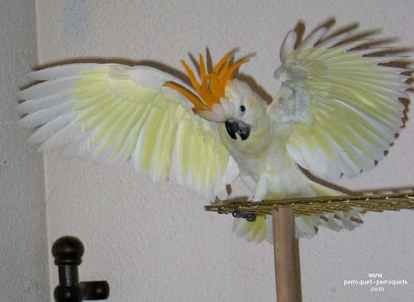 The cockatoo likes to follow and do like you do in the house.