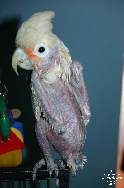 Cockatoos develop easily many behavioral problems while in captivity.
