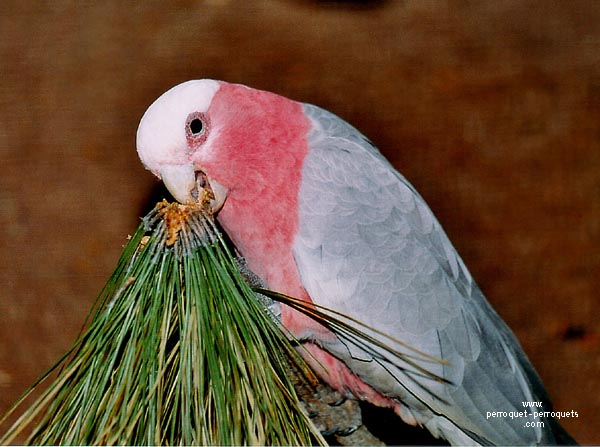 Cockatoo are very curious birds.