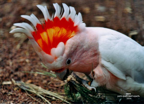 Head crest size varies between species.