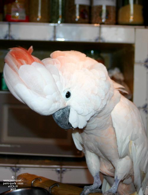 Male cockatoo plays the boss in its couple, while that role is generally assumed by the female in most parrot species.