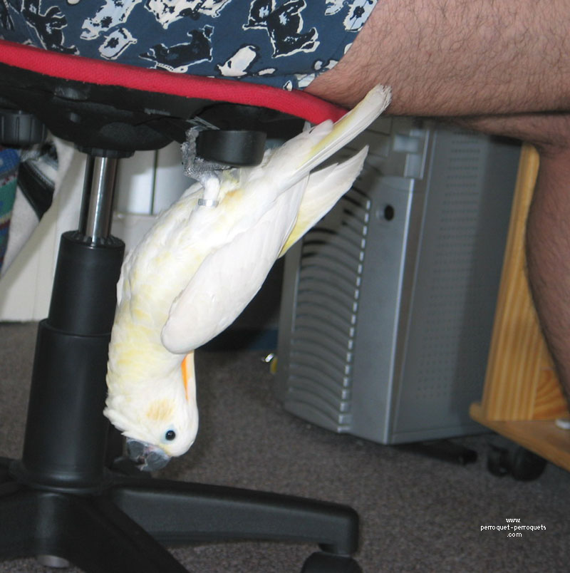 Cockatoos are very intelligent... and very stubborn in their ways.