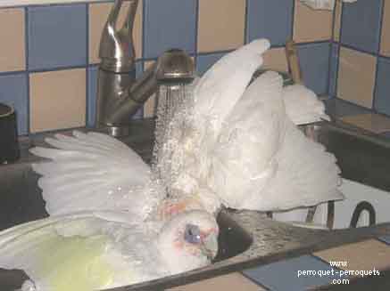 Bare eyes cockatoos are able to find by themselves activities suited to their needs.