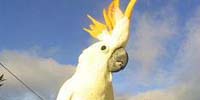The cockatoos